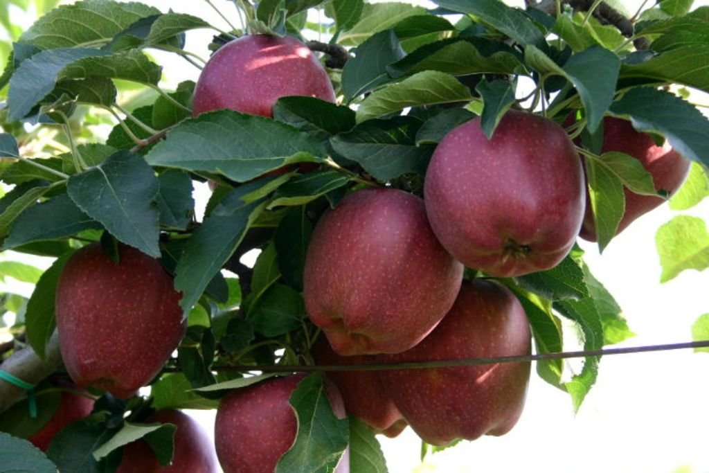 Scarlet Spur Apple Plant